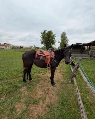 Cavalla Quarab