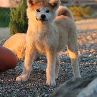 Cuccioli di akita