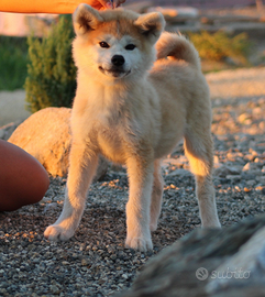 Cuccioli di akita