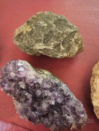 Conchiglie / trilobite  fossili