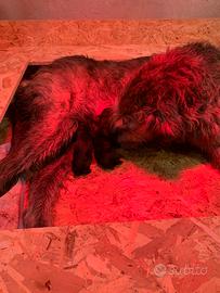 Cuccioli levriero irlandese e dobermann
