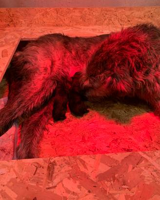 Cuccioli levriero irlandese e dobermann