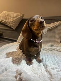 Collanine per animali