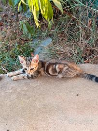 Splendidi gattini 