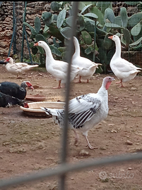 Galline anatre oche fagiani tacchini