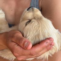 Meravigliosi ? cuccioli di Golden Retriever