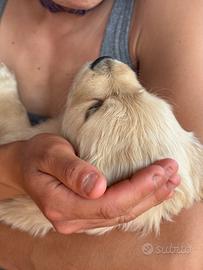 Meravigliosi ? cuccioli di Golden Retriever