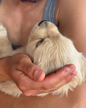 Meravigliosi ? cuccioli di Golden Retriever