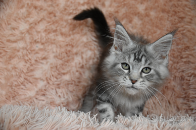 Cucciolo Maine coon black silver