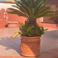 Piante Cycas