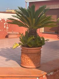 Piante Cycas