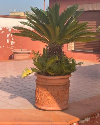Piante Cycas