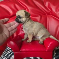 Chihuahua femmina pelo raso fulvo 70 gg kira