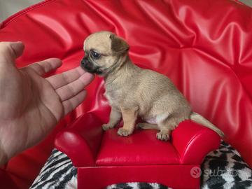 Chihuahua femmina pelo raso fulvo 70 gg kira