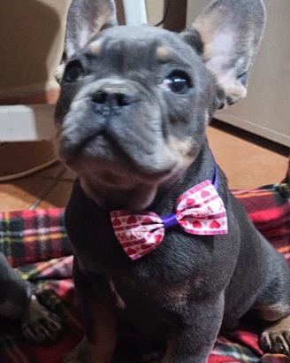 Bulldog francesi esotici blu tam