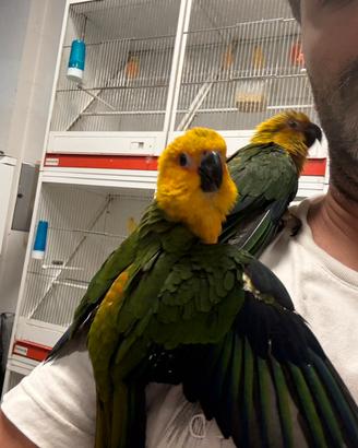 Conuro jandaya allevati a mano
