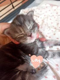 Maine Coon Maschietto Silver