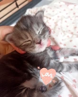 Maine Coon Maschietto Silver