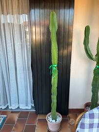 Cactus h 170 cm
