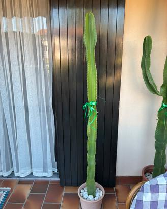 Cactus h 170 cm