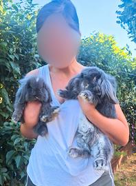 Cuccioli di coniglio nano vaccinati