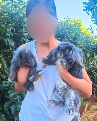 Cuccioli di coniglio nano vaccinati