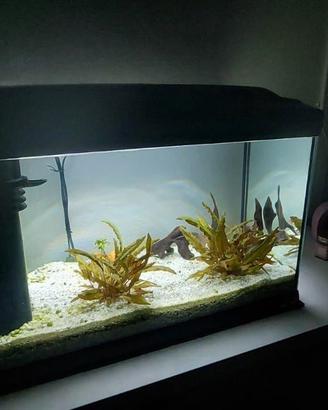 acquario Ferplast Cayman 60 PR 