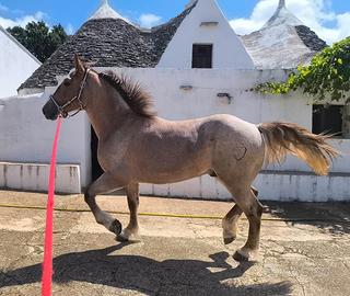 Puledro Tpr