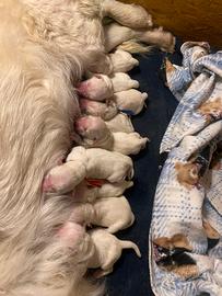 Cuccioli di Golden retriver con pedigree