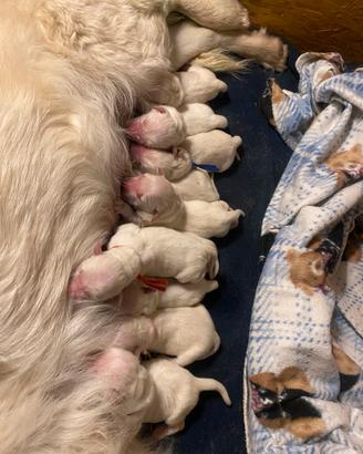 Cuccioli di Golden retriver con pedigree