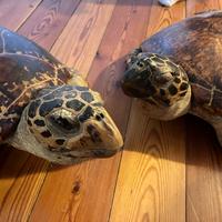 Tartarughe