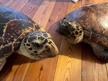 Tartarughe