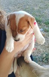 Cucciola jack Russel originale