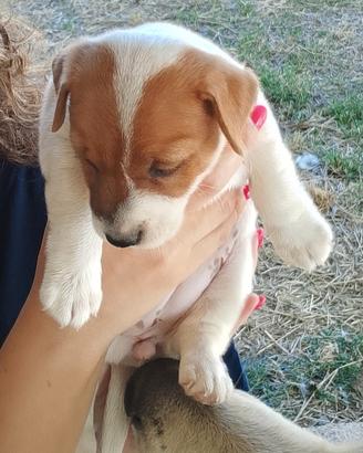 Cucciola jack Russel originale