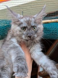 Cucciola di Maine coon