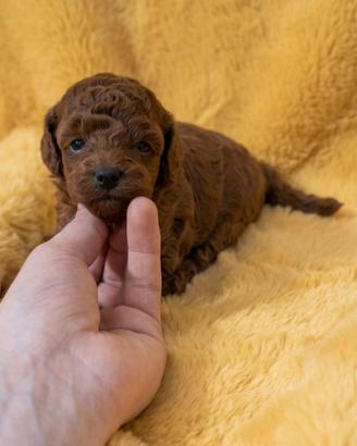Barboncini red intenso asiatici mini toy