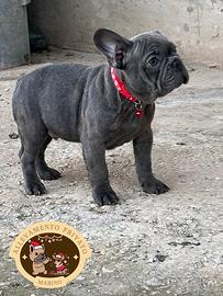 Cucciolo Bulldog Francese Blue