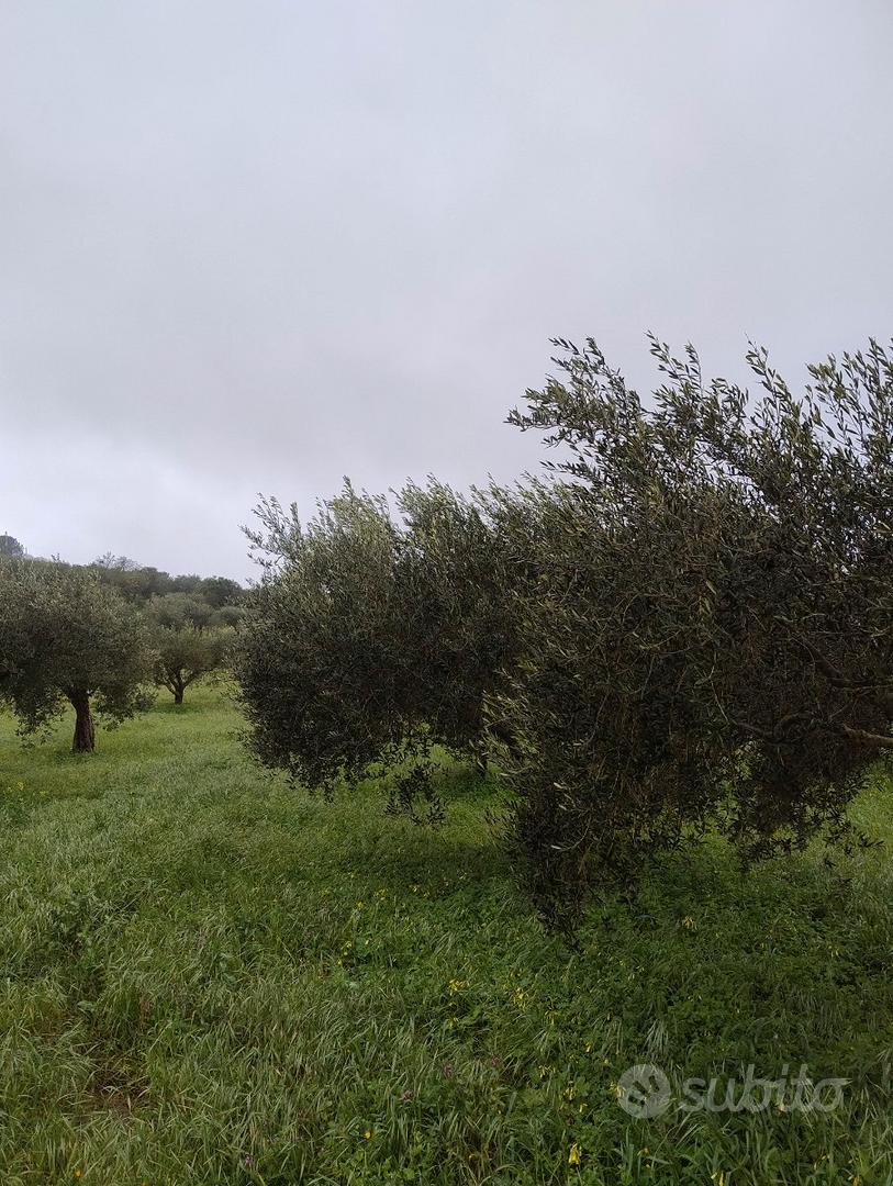 Terreno agricolo - Altro