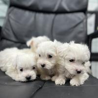 Maltese mini toy
