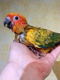 Conuro del sole