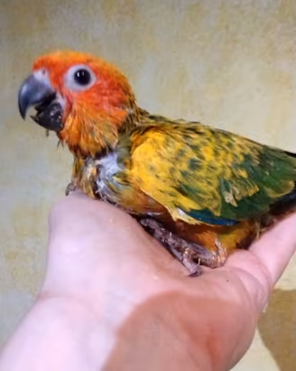 Conuro del sole