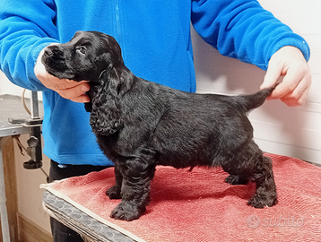 Maschietto Cocker Spaniel Inglese