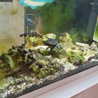 Acquario 100 litri attivo