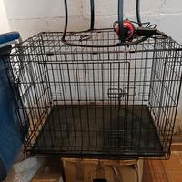 cane trasportino TG media