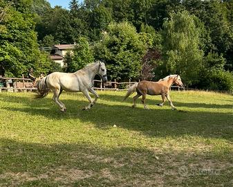 Haflinger