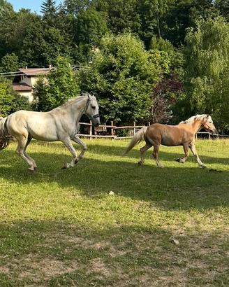 Haflinger