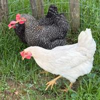 Galline