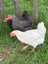 Galline
