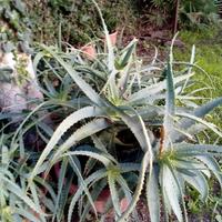 aloe comune