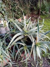aloe comune